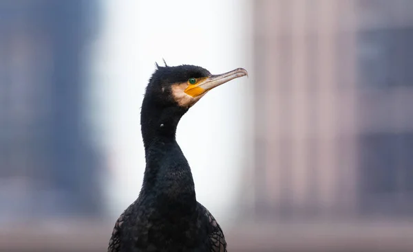 Gros Plan Oiseau Cormoran Sur Fond Flou — Photo