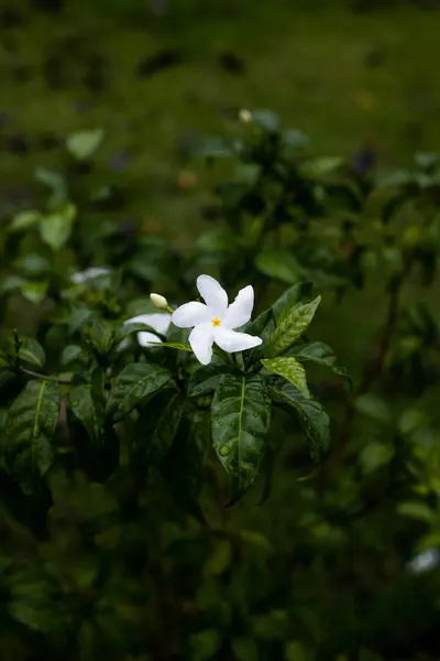 Plano Vertical Una Delicada Flor Adelfa Blanca Flor — Foto de Stock