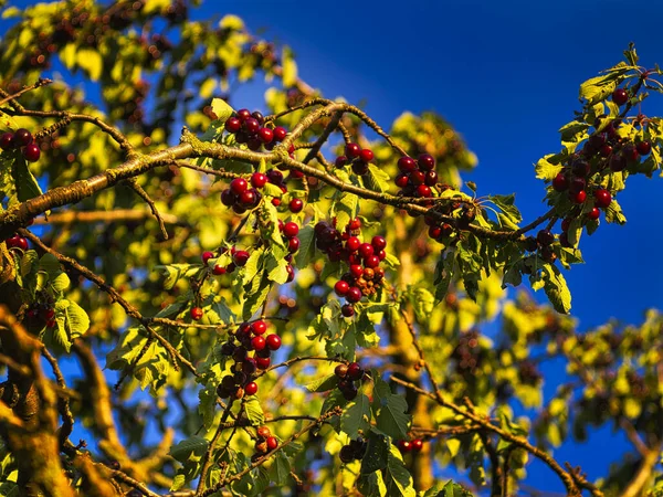 Eine Selektive Fokusaufnahme Reifer Roter Beeren Des Weißdorns Auf Einem — Stockfoto