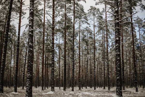 Egy Gyönyörű Lövés Magas Hófákkal Borított Fenyőfák Téli Erdőben — Stock Fotó