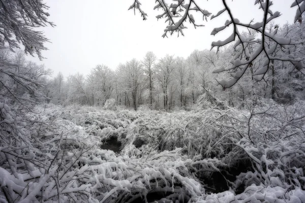 Ett Landskap Snötäckta Frusna Träd — Stockfoto