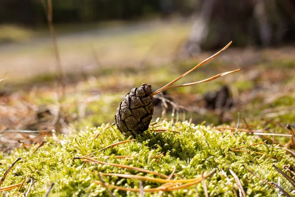 Szyszka Leżąca Zielonej Trawie Pod Słońcem — Zdjęcie stockowe