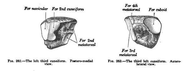 Dibujo Anatomía Texto Del Tercer Cuneiforme Izquierdo Del Siglo Xix —  Fotos de Stock