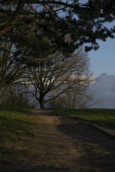 Een Prachtig Uitzicht Een Groen Landschap Met Bomen Avond — Stockfoto