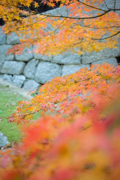 Sonbaharda Dallarda Yetişen Güzel Japon Kırmızı Akçaağaç Yapraklarının Seçici Bir — Stok fotoğraf