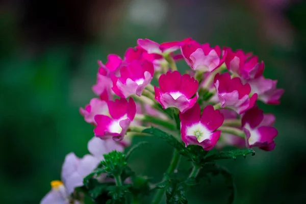 Крупним Планом Знімок Красивих Квітів — стокове фото