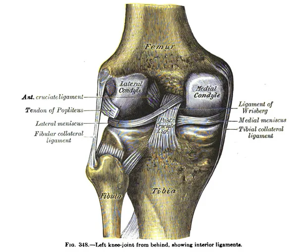 Rysunek Anatomiczny Tekst Stawu Kolanowego Lewego Tyłu Xix Wieku — Zdjęcie stockowe