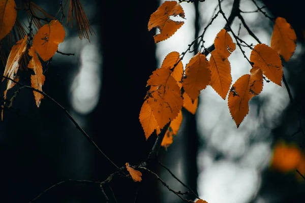 Detailní Záběr Větví Stromů Suchým Podzimním Listím — Stock fotografie