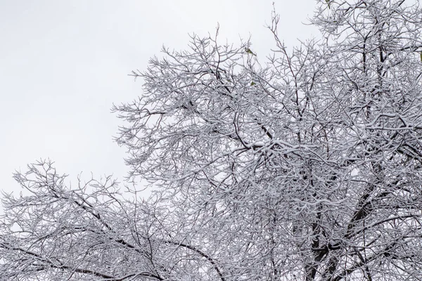 Una Hermosa Vista Paisaje Invernal Con Árboles Sin Hojas Cubiertos —  Fotos de Stock