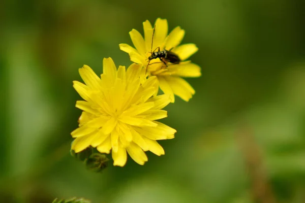 Крупним Планом Квітучі Жовті Квіти Маленькою Комахою — стокове фото