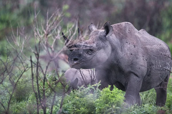 Ein Niedliches Nashorn Der Wildnis — Stockfoto