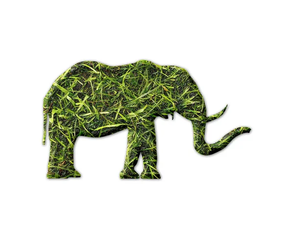 Elephant Grass Print Isolated White Background — Stock Photo, Image