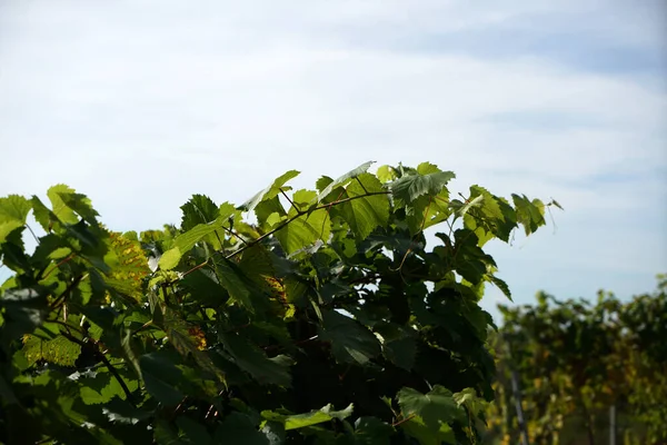 Shot Vine Branches Daytime Peaceful Sky Blurred Background — Stock Photo, Image