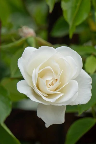 Plano Vertical Una Rosa Blanca Jardín Pétalos Aislados — Foto de Stock