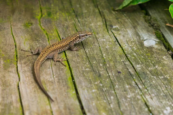 High Angle Shot Cute Lizard Resting Old Wooden Board — Stock Photo, Image