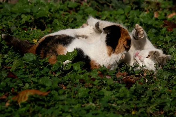 Een Prachtige Foto Van Katten Die Rotzooien Het Gras Van — Stockfoto