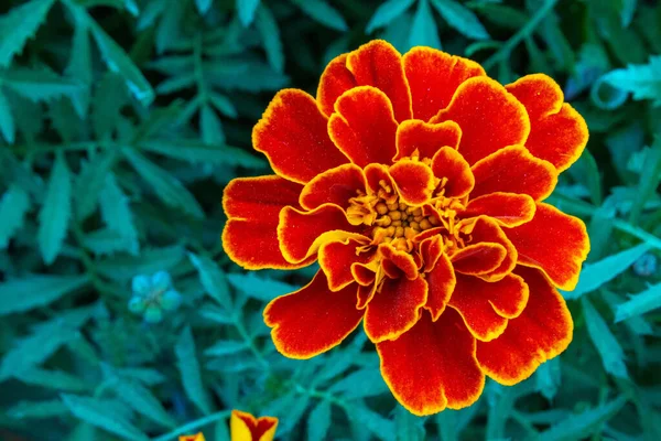 Ένα Κοντινό Πλάνο Θέα Ένα Όμορφο Λουλούδι Από Κατιφέ — Φωτογραφία Αρχείου
