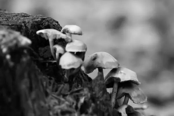 Een Grijswaarden Shot Van Paddestoelen — Stockfoto