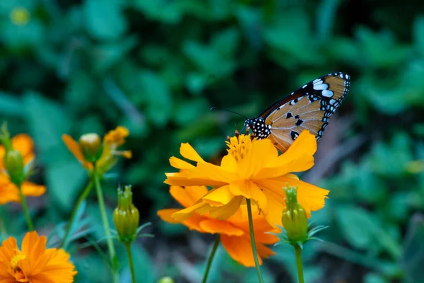 花の上に座っている美しい蝶のクローズアップマクロフォーカスショット — ストック写真