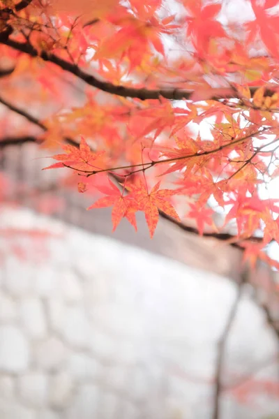Μια Επιλεκτική Εστίαση Της Αυξανόμενης Όμορφη Ιαπωνική Κόκκινα Φύλλα Σφενδάμου — Φωτογραφία Αρχείου