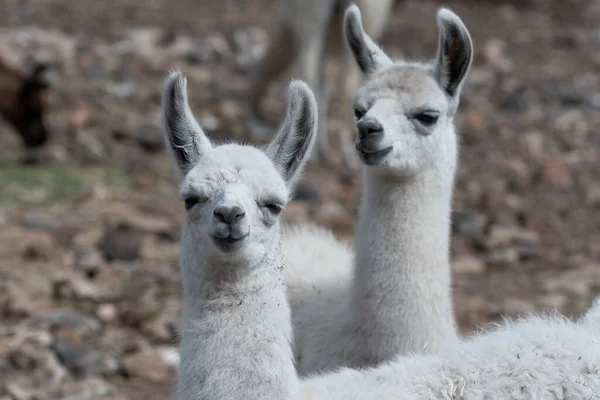 Detailní Záběr Bílých Lamas Rozmazaným Pozadím — Stock fotografie