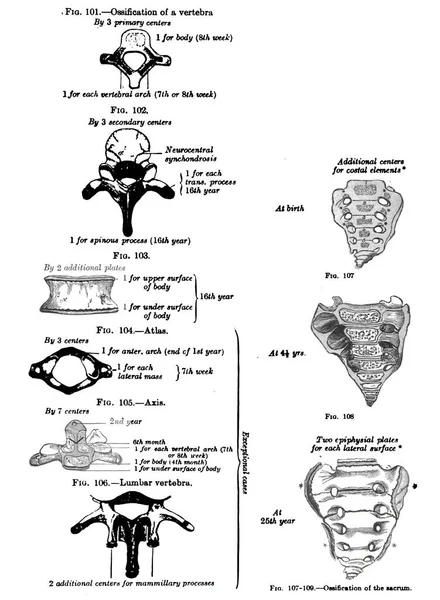 19世紀の仙骨の垂直解剖図とテキスト — ストック写真