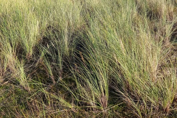 在田野里风吹的羽草的特写镜头 — 图库照片