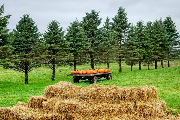 Primer Plano Pajar Calabazas Recién Cosechadas Vagón Granja Abetos Campo — Foto de Stock