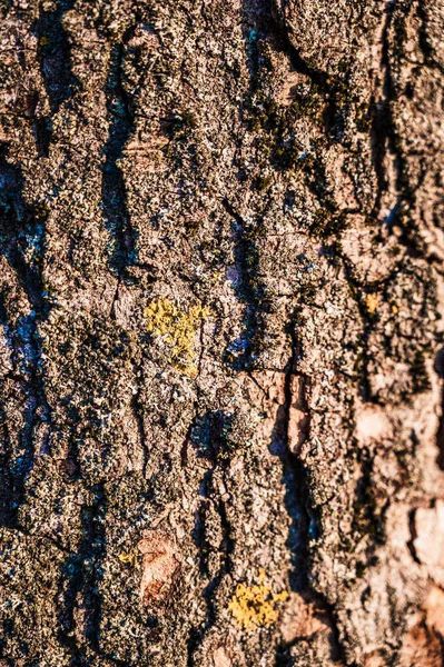 Sebuah Gambar Close Vertikal Dari Tekstur Batang Pohon — Stok Foto