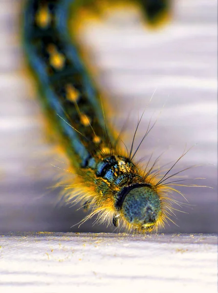 Macro Shot Hairy Caterpillar — Stock Photo, Image