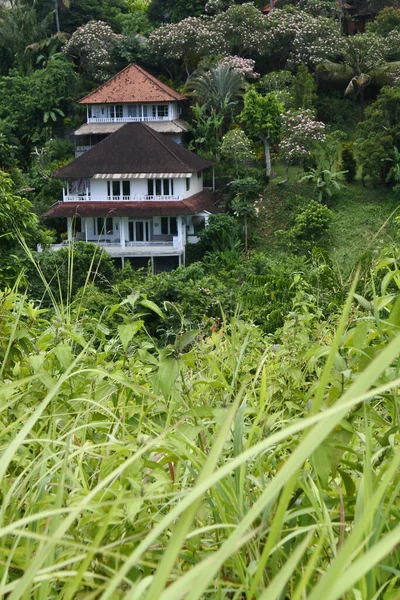 Vertical Shot Old House Middle Forest — Stock Photo, Image