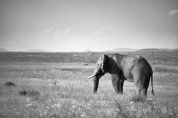 Kenya Savanındaki Fil — Stok fotoğraf