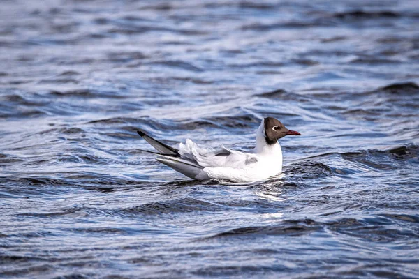 湖の上でかわいい灰色の頭をしたカモメの水泳 — ストック写真