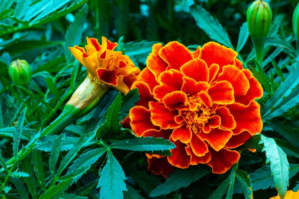 Güzel Bir Kadife Çiçeğinin Yakın Çekimi — Stok fotoğraf