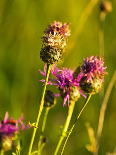 Vertikal Närbild Tistel Blommor Ängen — Stockfoto