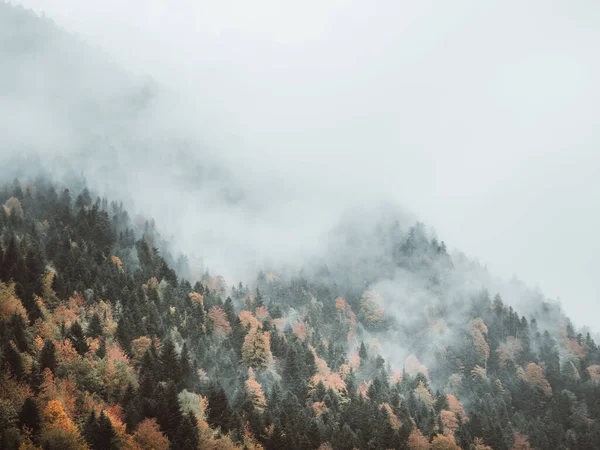 Tiro Aéreo Uma Floresta Coberta Nevoeiro — Fotografia de Stock