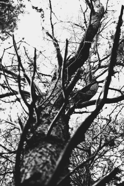 秋树枝干在天空中垂直的灰度照片 — 图库照片