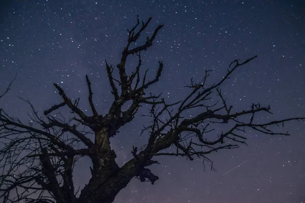 Detailní Záběr Nahého Stromu Poli Pod Hvězdnou Noční Oblohou — Stock fotografie