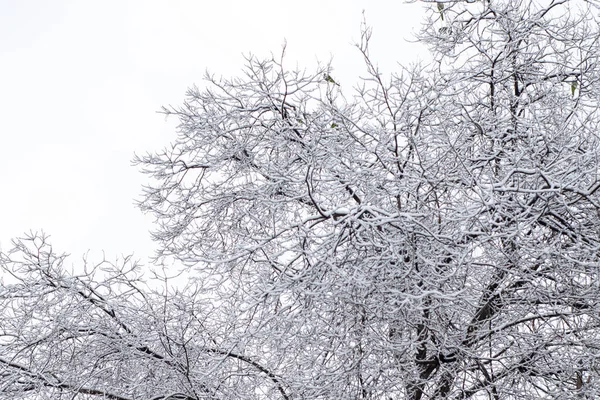 Una Splendida Vista Paesaggio Invernale Con Alberi Privi Foglie Coperti — Foto Stock