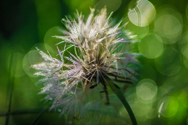 Primer Plano Diente León Cubierto Heladas Matutinas Aisladas Sobre Fondo —  Fotos de Stock