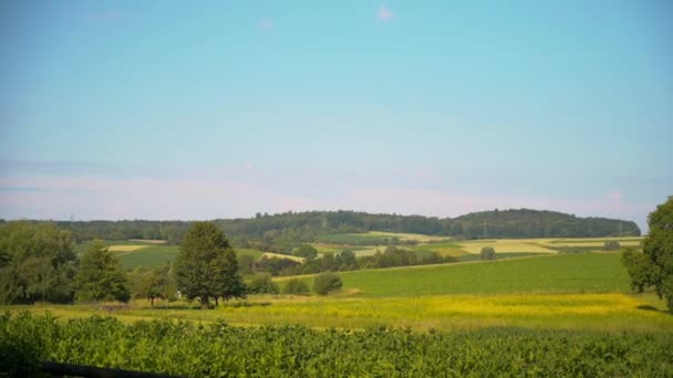 Landschap Met Veld Bos — Stockvideo