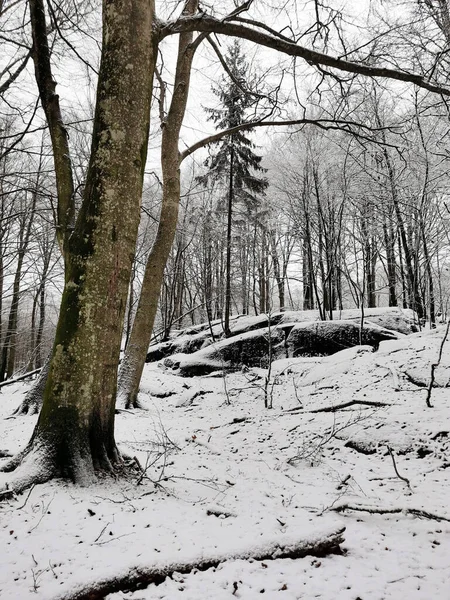 Μια Μαγευτική Λήψη Ενός Όμορφου Χειμερινού Τοπίου Χιονισμένα Δέντρα Larvik — Φωτογραφία Αρχείου