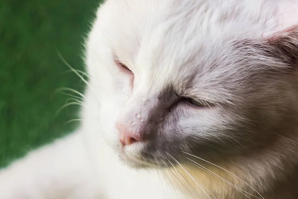 うとうとした白いふわふわの猫がグラの上に横たわっていた — ストック写真