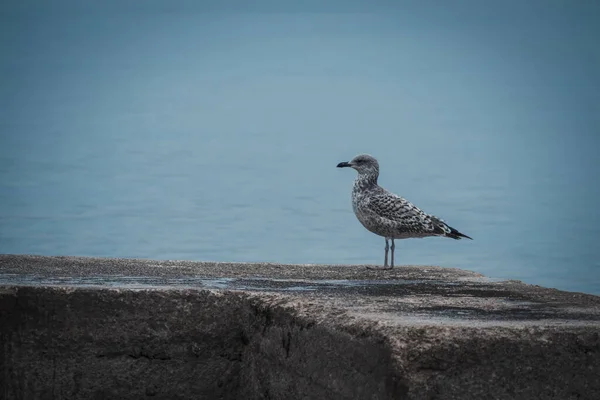 Gros Plan Une Jeune Mouette Perchée Sur Pierre Près Mer — Photo