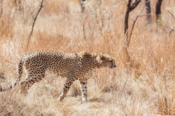 Een Prachtige Luipaard Zijn Natuurlijke Habitat Een Zonnige Dag — Stockfoto