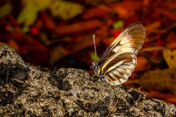 Closeup Shot Beautiful Butterfly Sunlight — Stock Photo, Image