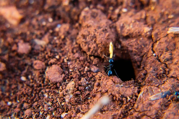 Closeup Shot Ant Carrying Food While Trying Enter Its Hole — Stock Photo, Image