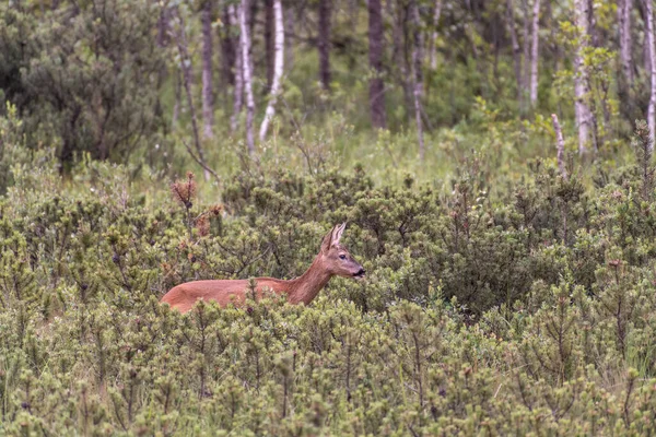 Gros Plan Sélectif Cerf Sur Verdure — Photo