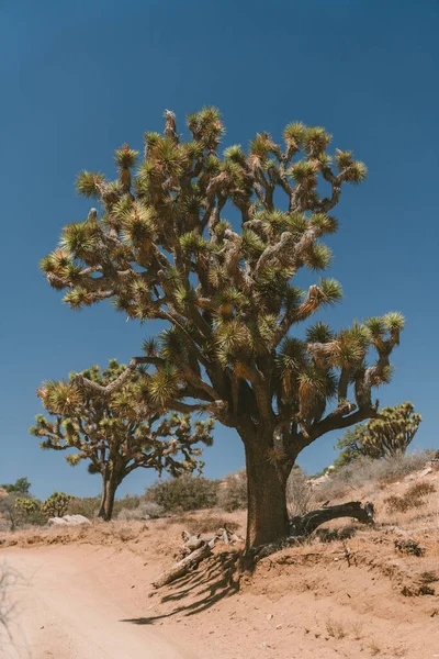 Vertical Shot Joshua Tree Desert — Stock Photo, Image