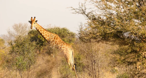 Une Girafe Marchant Derrière Grands Buissons — Photo